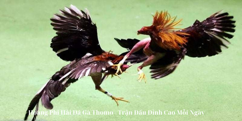 Hoàng Phi Hải Đá Gà Thomo Trận Đấu Đỉnh Cao Mỗi Ngày